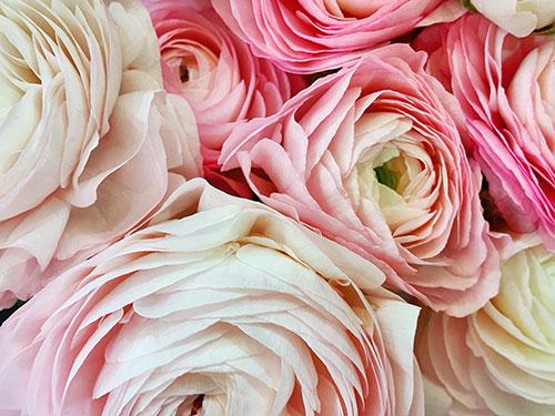 Macro Shot Of Fifty Shades Of Pretty Pink Flowers Hkvw2l4